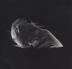 COLDPLAY - the scientist DVD SINGLE, Ophalen of Verzenden, Gebruikt, Pop, Maxi-single