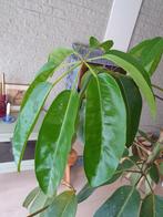 Schefflera plant kamerplant, Ophalen, Halfschaduw, 200 cm of meer