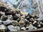 Assortiment chicliden uit victoriameer, Dieren en Toebehoren, Vissen | Aquariumvissen, Vis