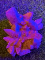 Calciet Hondentand - Marokko, Verzamelen, Mineralen en Fossielen, Ophalen of Verzenden, Mineraal