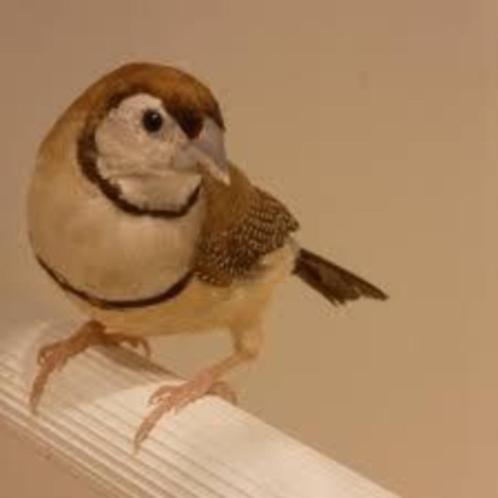Koppels Bichenow Astrilde. Beige, Dieren en Toebehoren, Vogels | Overige Vogels, Tropenvogel, Meerdere dieren
