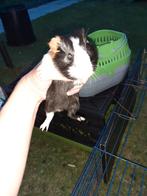 2 schattige caviaatjes, Dieren en Toebehoren, Cavia, Meerdere dieren, Tam, September