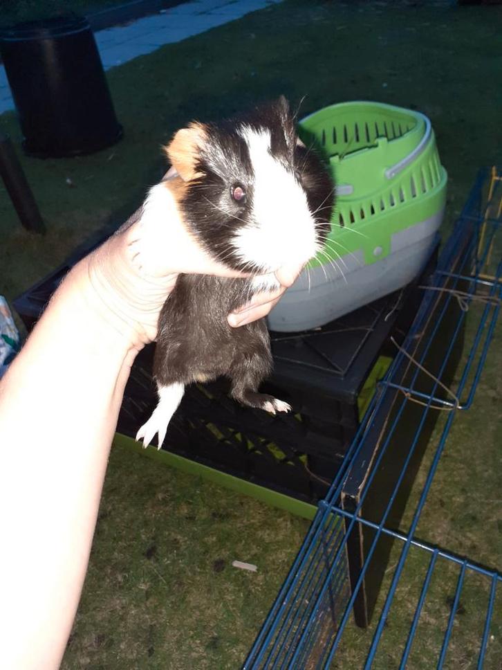 2 schattige caviaatjes, Dieren en Toebehoren, Knaagdieren, Meerdere dieren, Cavia, September, Tam