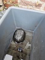 SPOED! 2 Muskus Schildpadden zoeken nieuw huis, Dieren en Toebehoren, Reptielen en Amfibieën, 0 tot 2 jaar, Schildpad