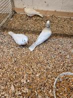 Vele vogels, Meerdere dieren