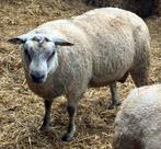 1,5 jarige dekram BoerenTexelaar x Bleu du Maine, Dieren en Toebehoren, Schapen, Geiten en Varkens, Mannelijk, Schaap