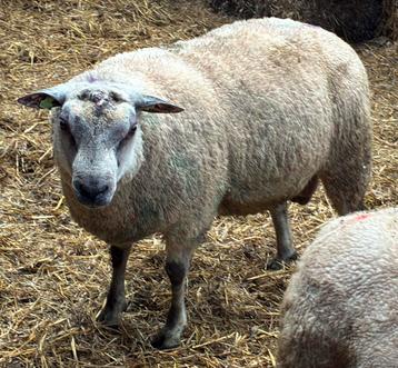1,5 jarige dekram BoerenTexelaar x Bleu du Maine beschikbaar voor biedingen