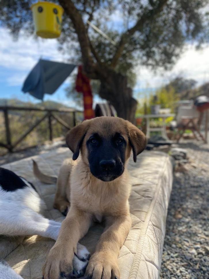 Alora Dog Rescue: Bailey zoekt een grote mand, Dieren en Toebehoren, Honden | Niet-rashonden, Groot, Teef, Particulier, Eén hond