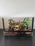 C. cyaneopubescens (Gbb) inclusief prachtig terrarium, Ophalen, Zo goed als nieuw, Terrarium of Paludarium