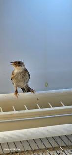 Kanarie putters parva van 2025, Dieren en Toebehoren, Mannelijk, Wildzangvogel