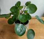 Kamerplant Pannenkoekenplant (Pilea Peperomioides) +/- 25 cm, Overige soorten, Minder dan 100 cm, Halfschaduw, In pot