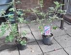 Lavatera rosea Struikmalva kleur roze potmaat 3 liter, Ophalen