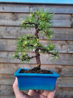 Europese larix "decidua" bonsai, Tuin en Terras, Planten | Bomen, Minder dan 100 cm, Overige soorten, Ophalen of Verzenden