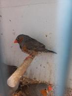 2 koppels zebravinken waarvan  1zwartborst man, Dieren en Toebehoren, Vogels | Overige Vogels, Meerdere dieren