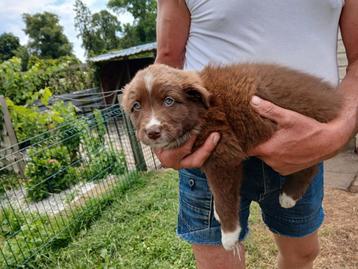 Australische herder puppy's  beschikbaar voor biedingen