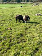 Baggerbont luxe fok ooien, Dieren en Toebehoren, Schapen, Geiten en Varkens, Vrouwelijk, Schaap