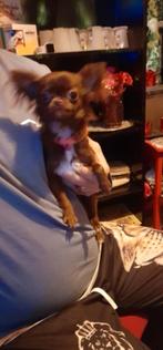 Langharige chihuahua teefje, Vrouwelijk, Voor 1 juli 2024