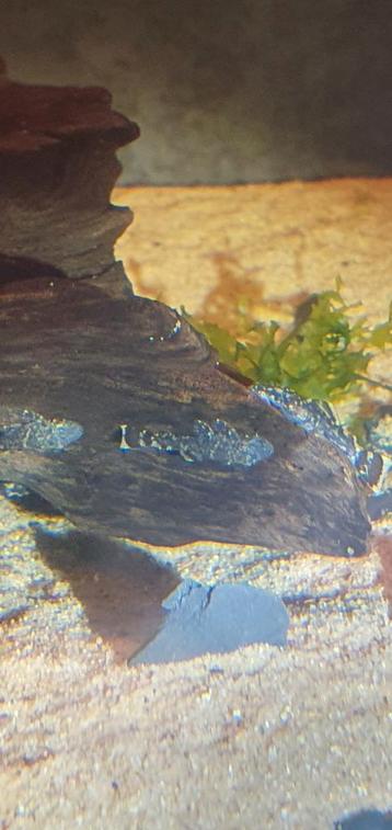 Jonge ancistrus +-3cm groot. beschikbaar voor biedingen