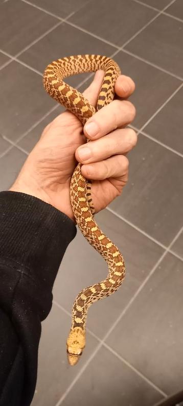 Pituophis catenifer sayi ´24 beschikbaar voor biedingen