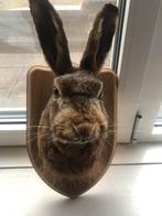 Mooi opgezette haas, Ophalen of Verzenden, Zo goed als nieuw