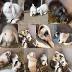 Tamme baby konijntjes, Dieren en Toebehoren, Konijnen, Meerdere dieren