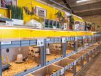 Amrock baby kuikens groot, hennetjes, gesekst en ingeënt, Dieren en Toebehoren, Pluimvee, Vrouwelijk, Kip