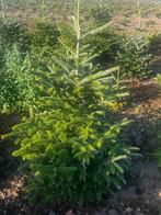 Kerstbomen Abies Fraseri, Tuin en Terras, Planten | Bomen, Ophalen, Volle zon