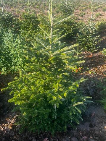 Kerstbomen Abies Fraseri  beschikbaar voor biedingen