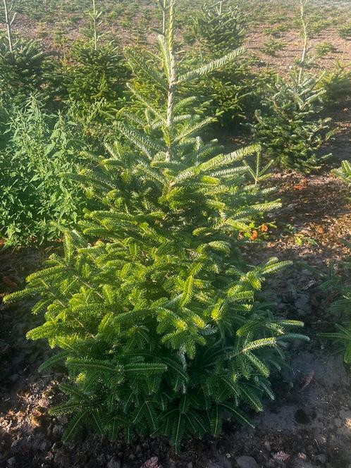 Kerstbomen Abies Fraseri, Tuin en Terras, Planten | Bomen, Volle zon, Ophalen