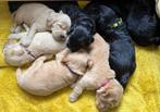 Labradoodle te koop, Dieren en Toebehoren, Honden | Niet-rashonden, Meerdere, Meerdere dieren, Middel, Nederland