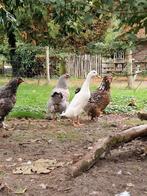 Loopeend mannetje, Dieren en Toebehoren, Pluimvee, Mannelijk, Eend