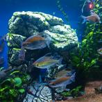 Aquariumvissen Congo vissen, Vis