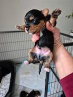 Biwwerjork terrier pups, Yorkshire Terriër, Reu, Meerdere, Nederland