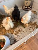 Gratis ophalen, Dieren en Toebehoren, Geslacht onbekend, Kip