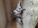 Koppel oud oosterse  meeuwen, Dieren en Toebehoren, Vogels | Duiven, Meerdere dieren, Overige soorten