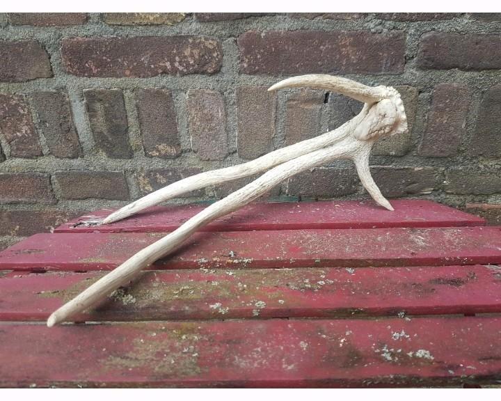 Zwaar misvormd Damhert gewei misgroei abnorm hert herten, Verzamelen, Dierenverzamelingen, Zo goed als nieuw, Gewei of Kop, Hert