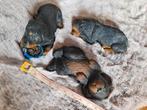 Rottweiler beeldjes, Ophalen of Verzenden, Gebruikt