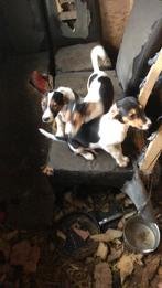 Boerenfox pups, 8 tot 15 weken, Meerdere, Nederland, Particulier