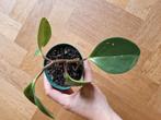 Peperomia stekjes, Ophalen, Halfschaduw, Minder dan 100 cm