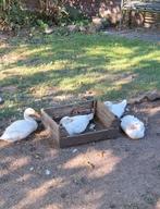 4 Indische loopeenden KUIKENS, Dieren en Toebehoren, Pluimvee, Geslacht onbekend, Eend