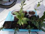 Planten (aardbei , peterselie , kamerplant , alle vera), Ophalen, Overige soorten, Minder dan 100 cm