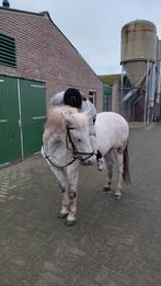 Verzorgster aangeboden/bijrijder aangeboden, Ophalen of Verzenden