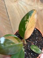 Philodendron imperial red pink salmon roze variegata plant, Huis en Inrichting, Ophalen of Verzenden, Overige soorten, Minder dan 100 cm