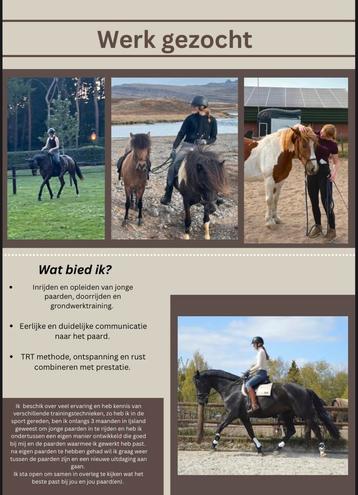 werk als stalruiter gezocht omg den bosch beschikbaar voor biedingen