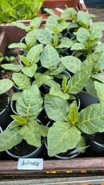Antroewa, Tuin en Terras, Planten | Tuinplanten, Ophalen
