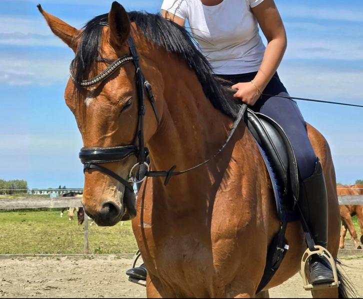 ~..Ruin 5 jaar zoekt forever home..~, Dieren en Toebehoren, Paarden, Ruin, B, 165 tot 170 cm, 3 tot 6 jaar, Recreatiepaard, Gechipt