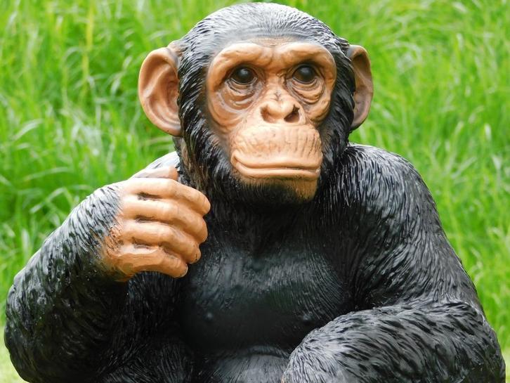 Beeld Aap - 37 cm - Polystone, Antiek en Kunst, Kunst | Beelden en Houtsnijwerken, Ophalen of Verzenden