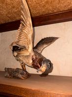 Opgezette Wilde Eend in Vlucht, Antiek en Kunst, Ophalen