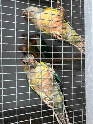 Koppel pyrrhura molinae violet beschikbaar voor biedingen