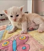 raszuivere Maine Coon Kittens, Meerdere dieren, Gechipt, 0 tot 2 jaar